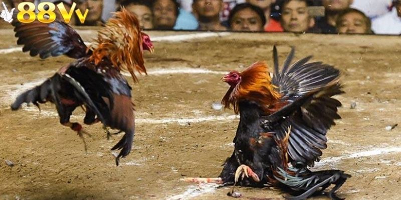 Đá gà bồ 67 tổng hợp dữ liệu từ nhiều yếu tố