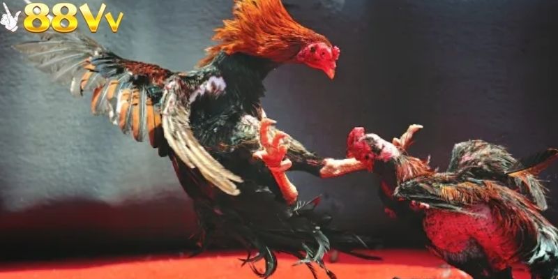 Đá gà bồ có những chiến kê nổi bật với tốc độ ra đòn nhanh