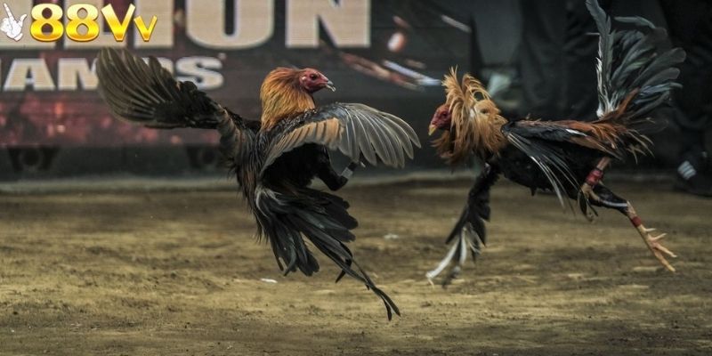 Để truy cập ổn định người chơi cần sử dụng đúng đường link chính thức