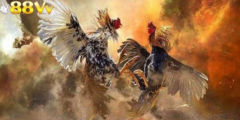 Tìm hiểu về cách đọc kết quả trong đá gà sv388