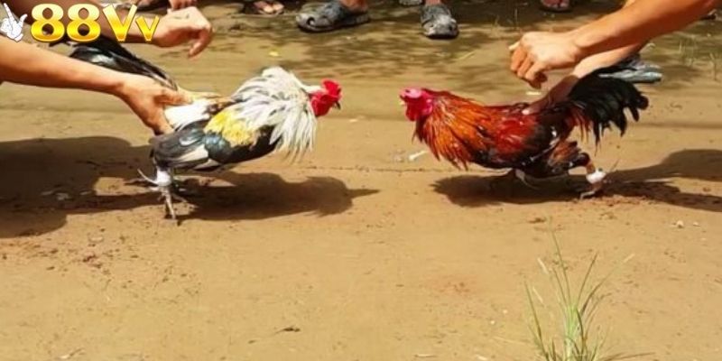 Dữ liệu được cung cấp rõ ràng giúp hội viên dễ tra cứu