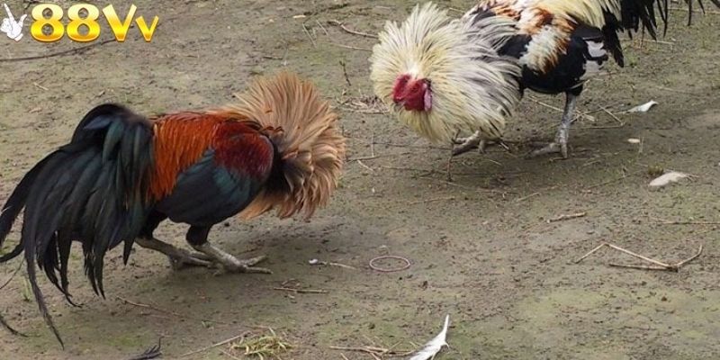 Kèo cửa trên của e2bet đá gà thu hút người chơi thích sự ổn định
