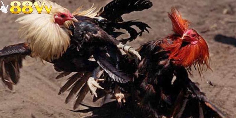 Người chơi nên quan sát về phong độ của từng chiến kê
